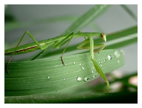 Praying Mantis