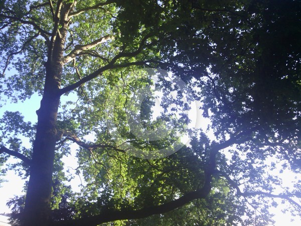 Trees 2
