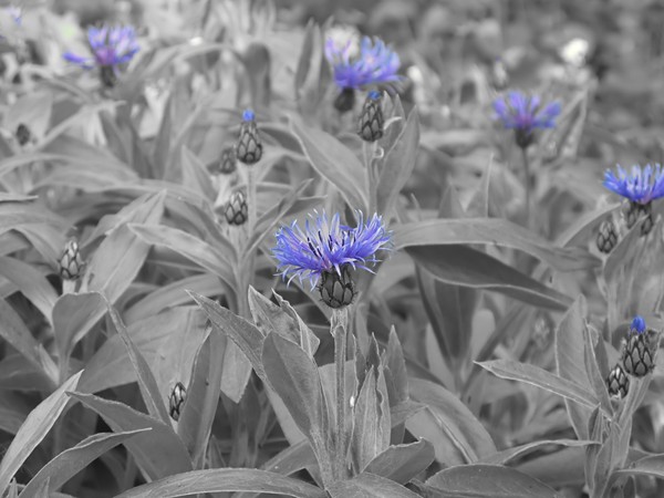 Blue Flowers