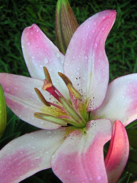 Lily Singled Out