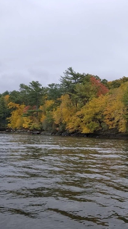 Color changing trees on the river