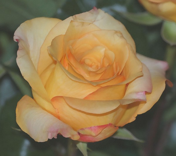 One Yellow Rose