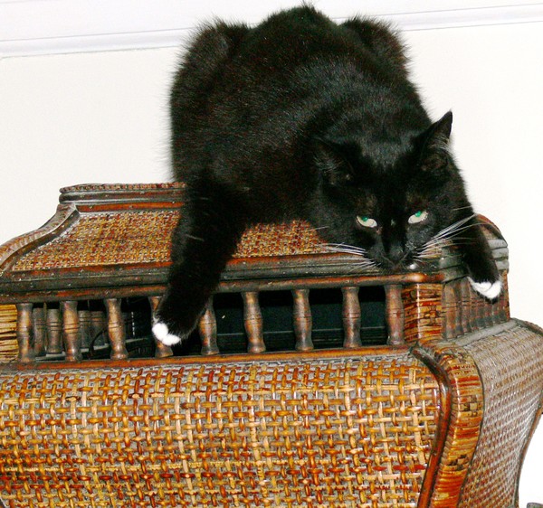 Cat 1