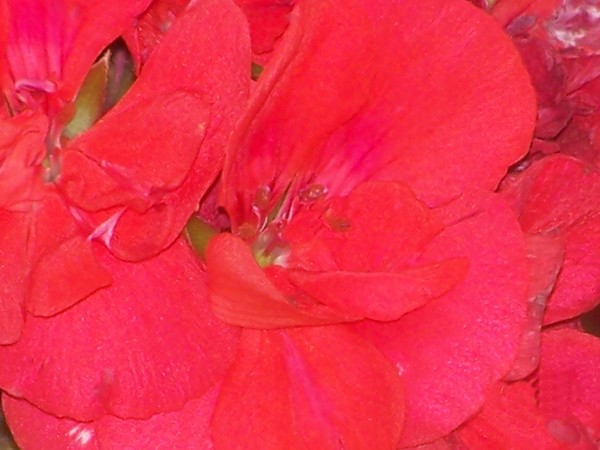 Floral Essence