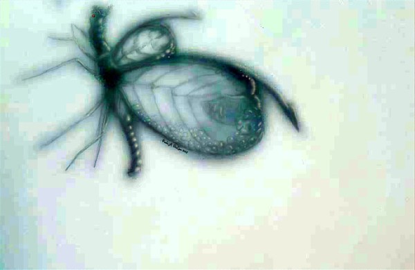 Prophecy Moth