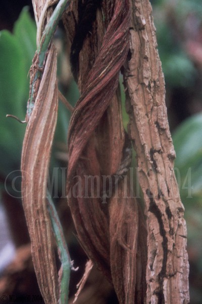 14-Botanic gardens, Amsterdam 2004