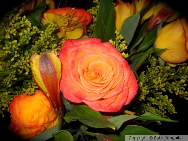 Radiant Roses