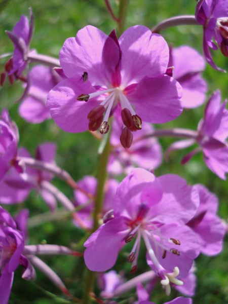 The Color Purple