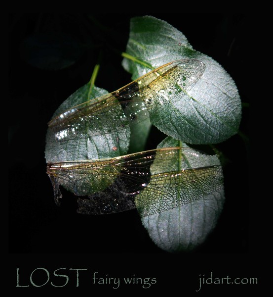 Lost Fairy Wings