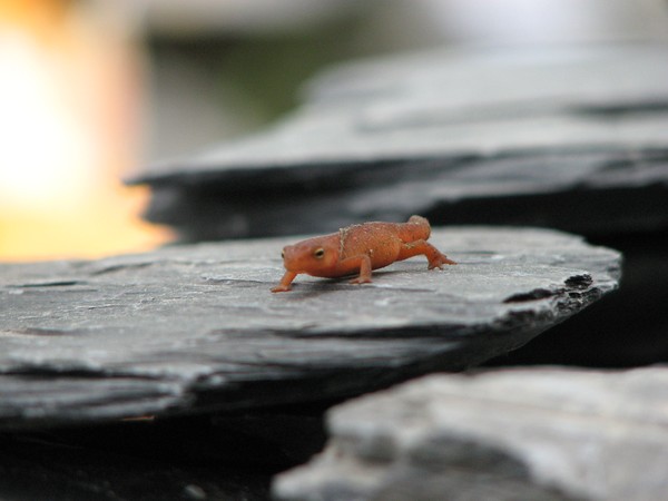 lil guy