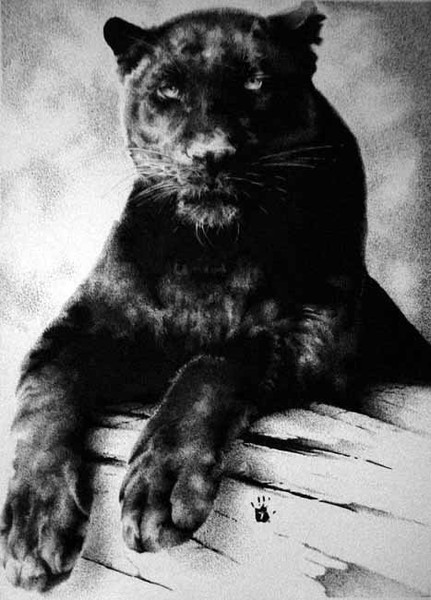 Bebe's Panther