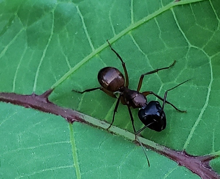 Carpenter Ant