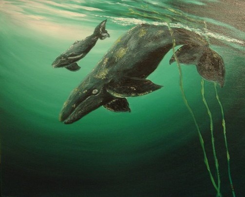 grey whales breaking the surface