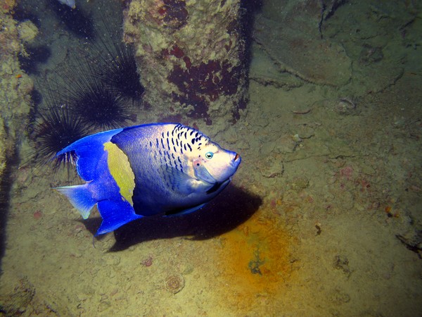 Angel Fish inside the Rosalie Moeller.