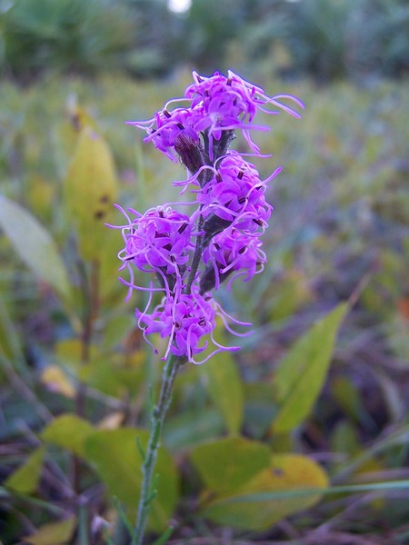 Purple Haze