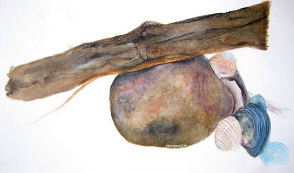 Rock & Shells