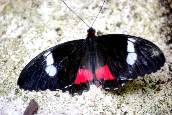 Blk And Red
