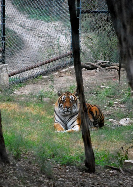 Siberian Tiger