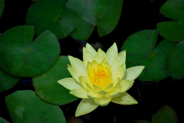 Yellow Water Lily