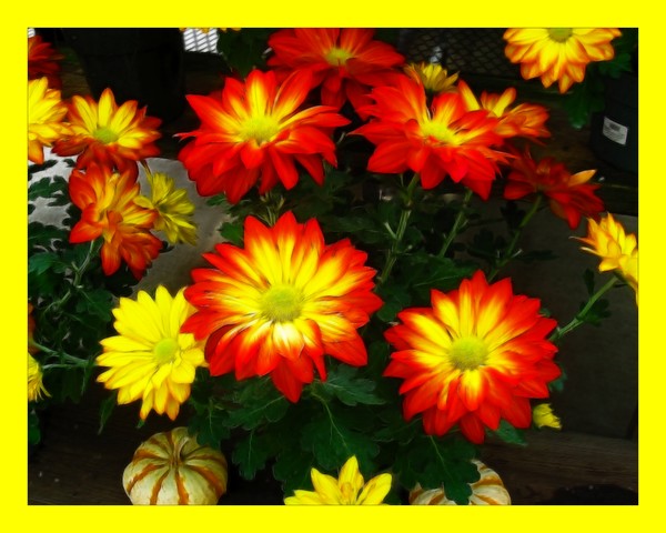 Colorful Mums