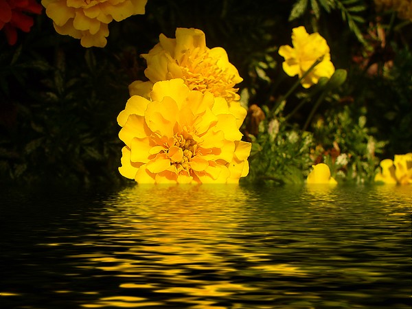 Rhapsody in Yellow