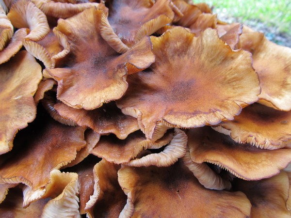 Drying Mushrooms