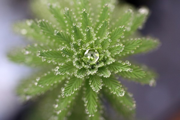 Droplets