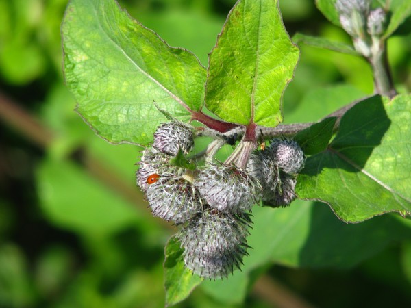 season floras-ladybug..