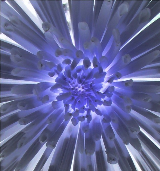 blue mum