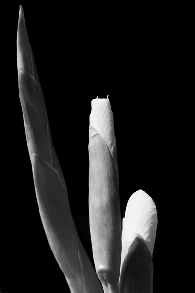 Growth
