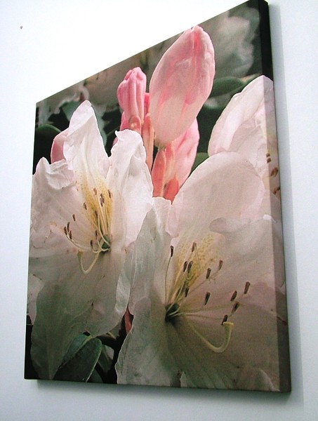 Rhododendron 2