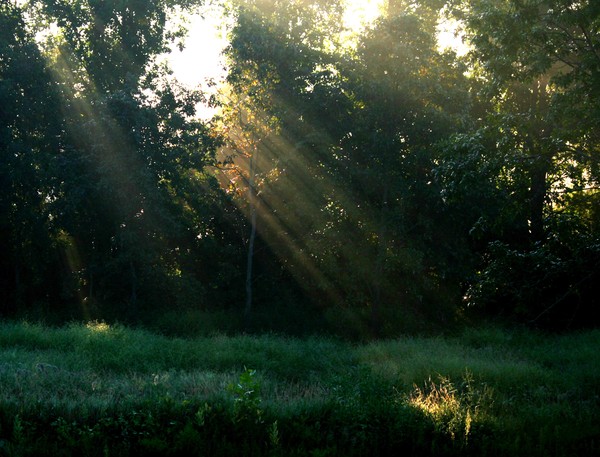 Morning Light Beams through the Fog