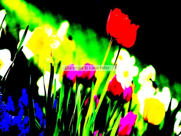 flowers 1