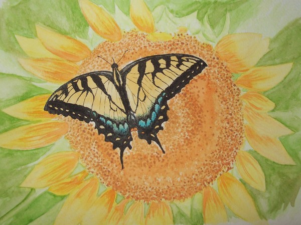 butterfly and sunflower