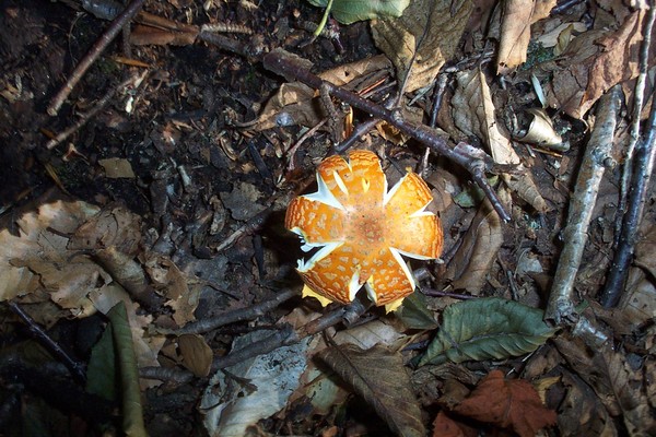 mushroom photos