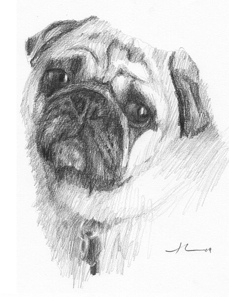 wp-lg pug dog drawing