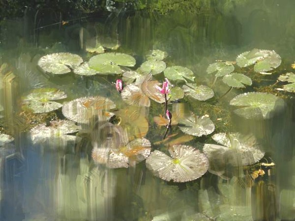 Lotus Pond 1
