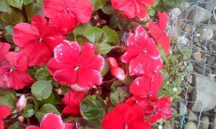 Pot flowers outside