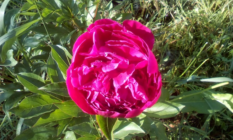 Peony