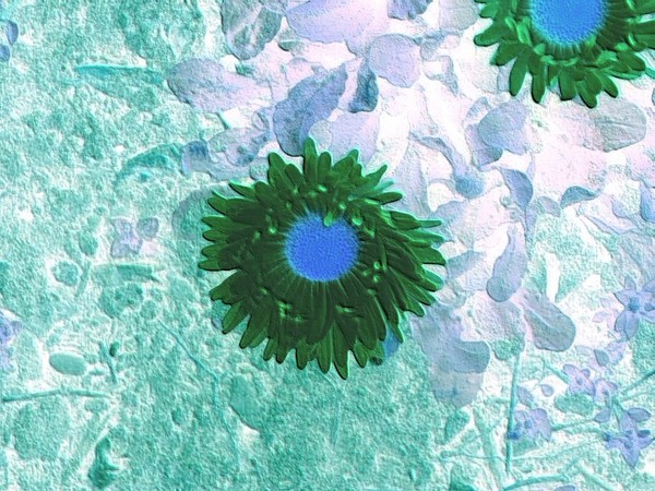 Green Daisy