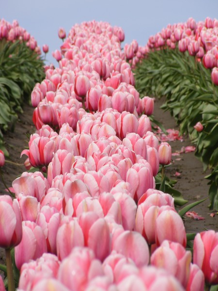 Rows of beauty