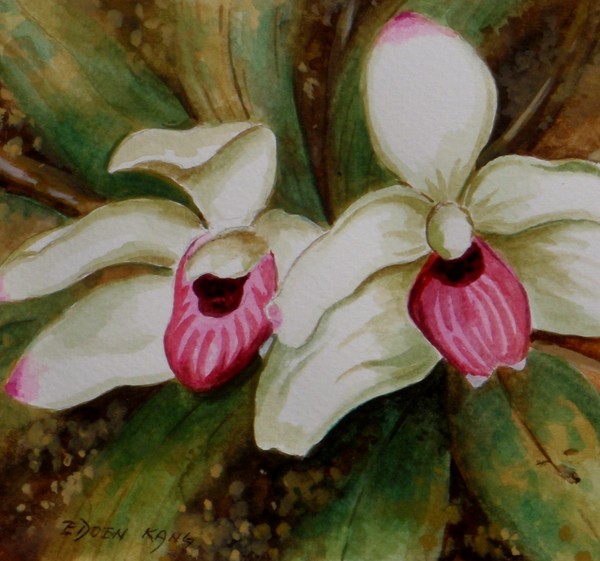 Two Orchids