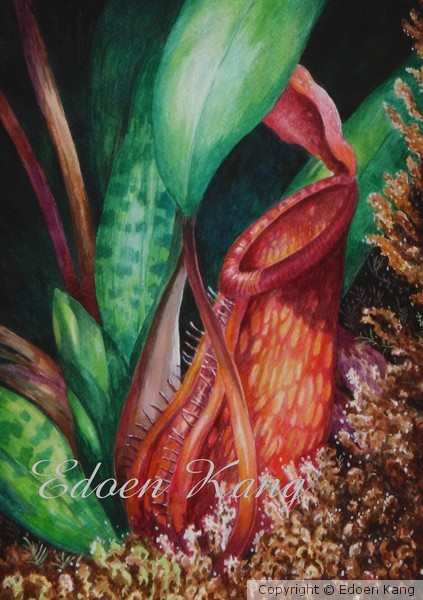 Nepenthes of Mesilau- Under the morning light