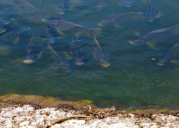 Fish Begging for Food
