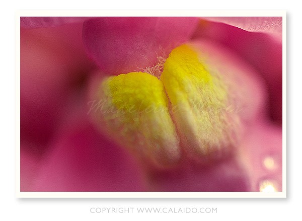 •Female Flower II•