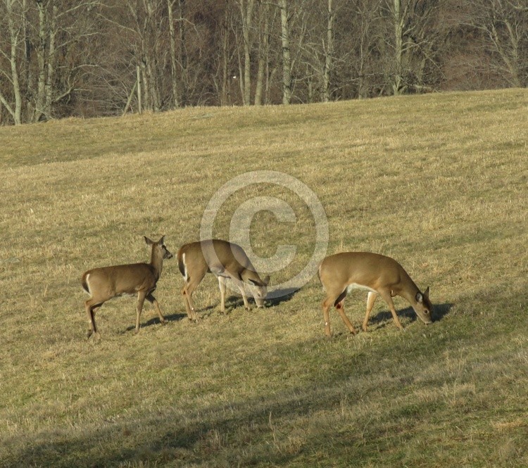 Deer