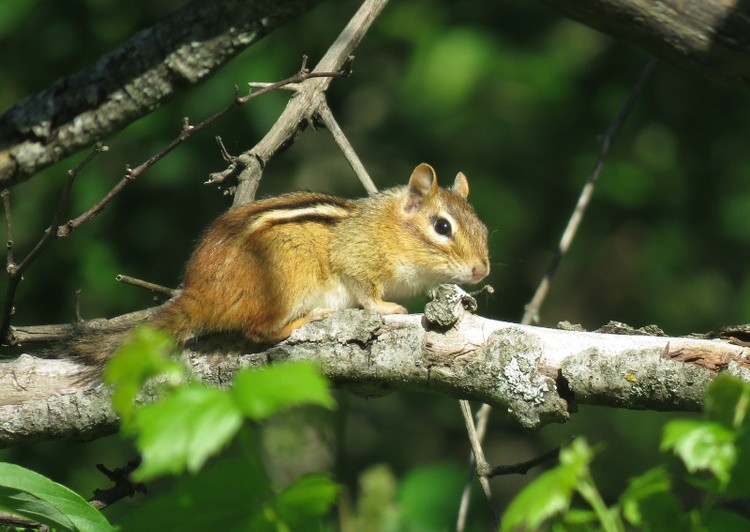 Chipmunk