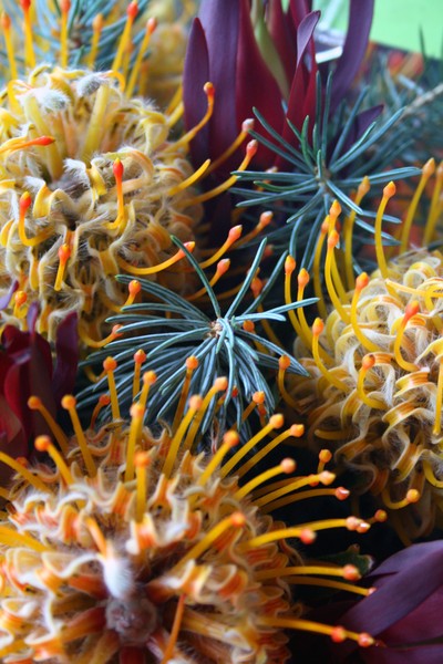 Proteas