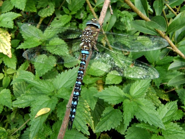 Blue dragonfly