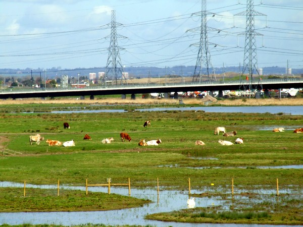 The Mixture of Nature and industry